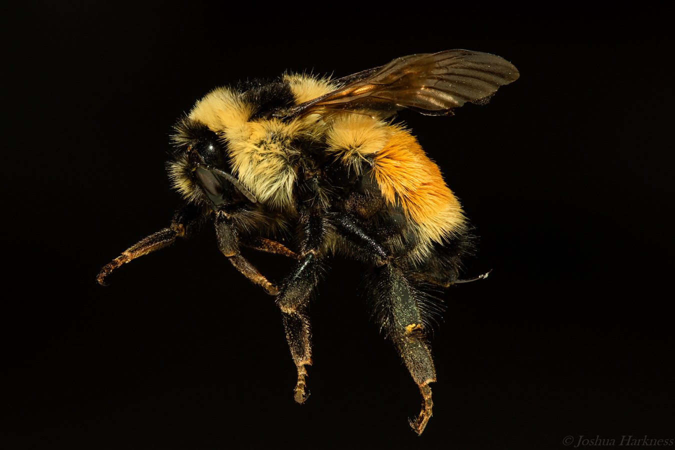 bombus ternarius 1